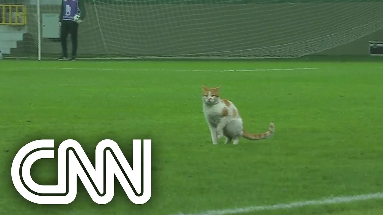 Gato preto invade campo durante Santos e Atlético-MG; veja