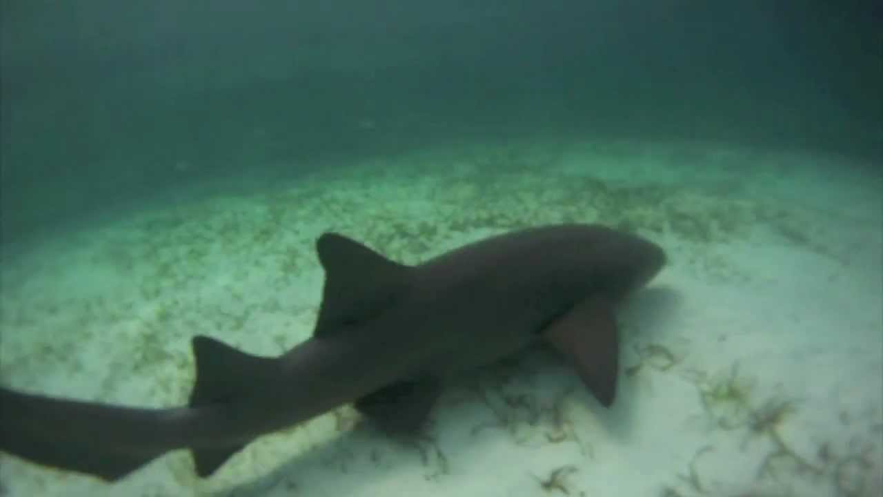 Snorkeling with Sharks in Punta Cana YouTube