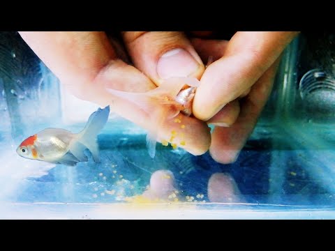 Japon Balığı Yavrulama ve Sağma Videosu 2 - Altınbaş Japon
