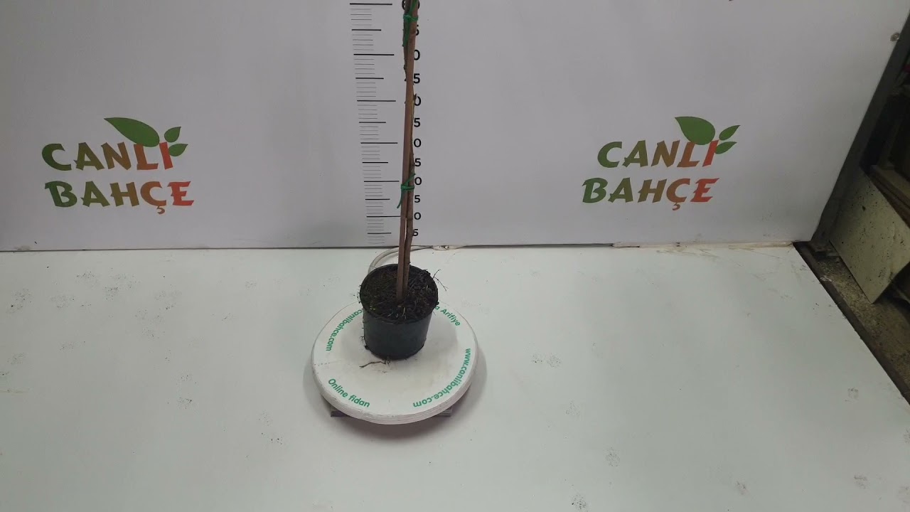 Yalancı Akasya Ağacı - Canlı Bahçe Fidancılık