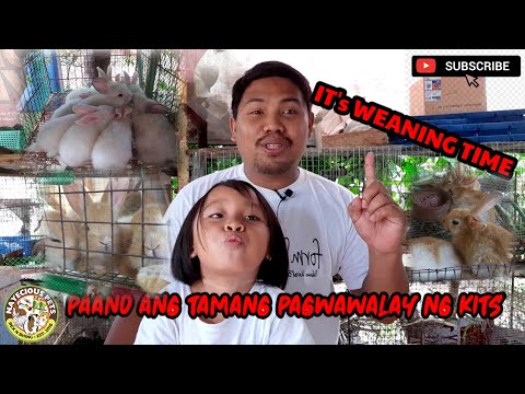 Video: Paano Mag-wean Ng Isang Kuneho Mula Sa Pagngangalit Ng Wallpaper