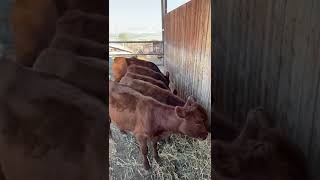 5 Red Heifers Enjoying Life in Israel