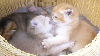 Three adorable kittens wrestle are play happily in the nest. by Lovely Paws 1,147 views 1 month ago 4 minutes, 28 seconds