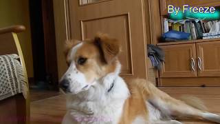 Gabe The Dog My Compilation