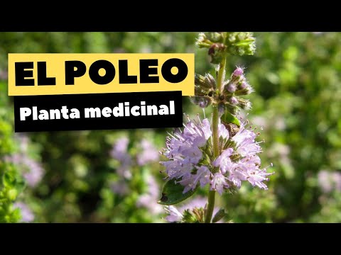 Poleo Blanco Como Planta Curativa Tusplantasmedicinales Com