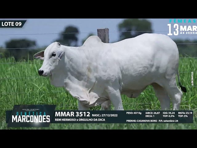 LOTE 09   MMAR 3512