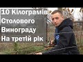 Сильний кущ винограду за два роки. 10 кг. столового винограду на 3тій рік після посадки! 4K