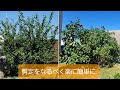 【剪定】レモン・ミカンをなるべく簡単に【他の樹種にも使える方法】