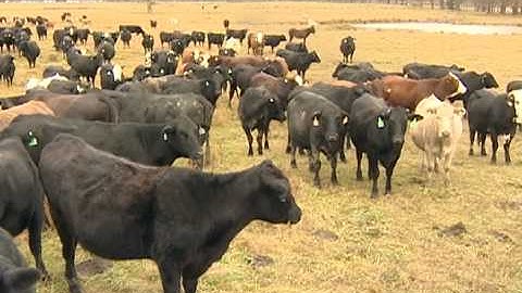 Body Condition Score