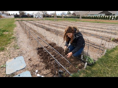 Finally Planting Ranunculus & Anemones! 🌸🙌🤪 // Garden Answer