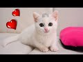 子猫ラムがウチの猫になってからスゴいことが判明しました！