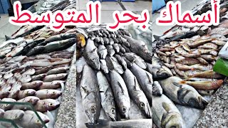 تعرف على انواع واسماء السمك في الجزائر ،اسماك البحر الأبيض المتوسط