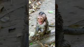 Unbelievable Mother Feeding Her Young Monkeys