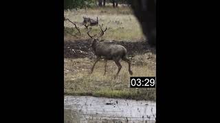 On The Clock - Water Elk