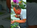 Tomatoes are right outside the door! Those black tomatoes are bursting