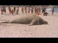 Морской слон вылез на пляж поваляться в песочке (новости)