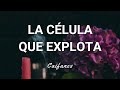 Caifanes - La Célula Que Explota - Letra