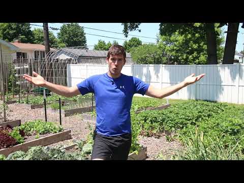 Plants You Should NEVER Buy From a Greenhouse or Garden Center hqdefault