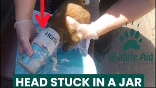 TINY FOX'S HEAD STUCK IN A PLASTIC JAR - GoPro Rescue