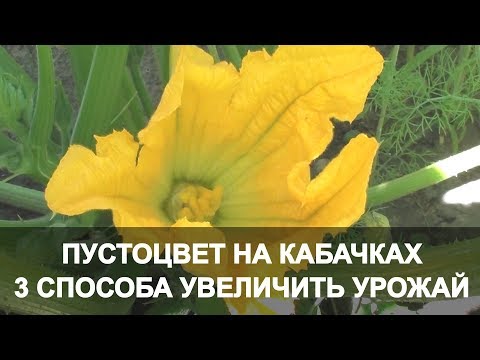 Пустоцвет на Кабачках 3 Способа Увеличить Урожай. Кабачки в Открытом Грунте.