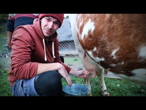 Authentic Romanian village farm life in Bucovina 🇷🇴