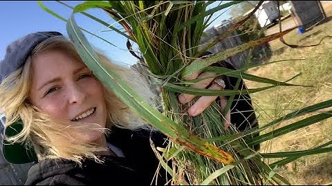 MAKING ROPE OUT OF GRASS!