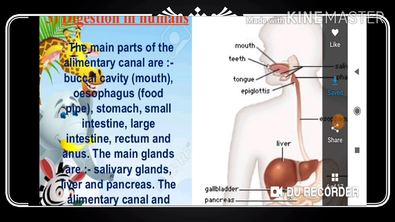 Nutrition in Animals Part-2 - YouTube