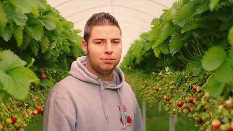 De herkomst van je aardbeien - Hoogstraten aardbei