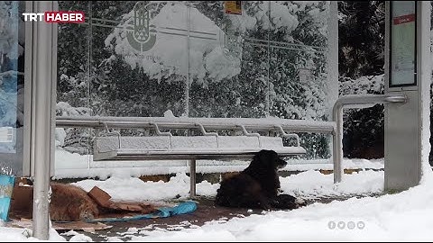 Sokak hayvanlarının sağlığını nasıl koruyabiliriz?