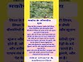 #makoy ke fayde, #makoy benefits in hindi, # makoy plant uses, #trending #liver detox ayurve#sujan