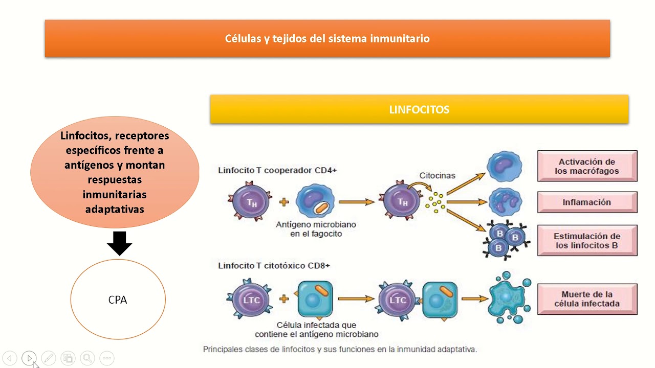 Como ayudar al sistema inmunitario