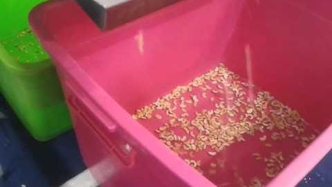 Sorting Cashew nuts by RealTech color sorter