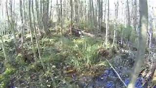 Шушмор. Чикалиное болото. Ужасный затопленный лес Шушмор. Чикалиное болото. Ужасный затопленный лес