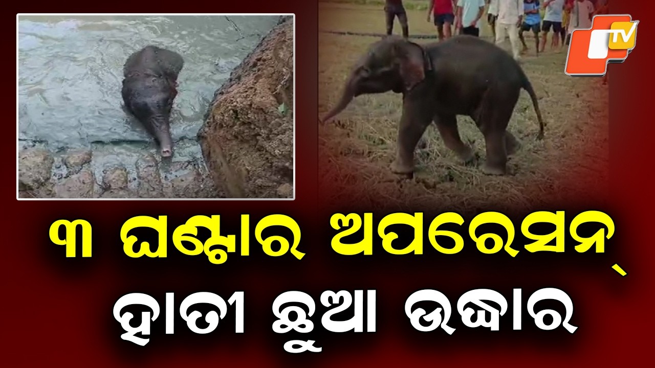 Elephant Calf Rescued From Open Well in Nayagarh After 3 Hour Operation