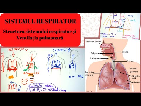 Video: Anatomia, Diagrama și Funcția Sistemului Respirator - Healthline