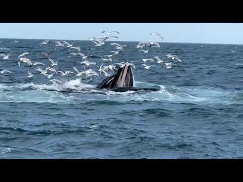 Humpback Whales Feeding || ViralHog