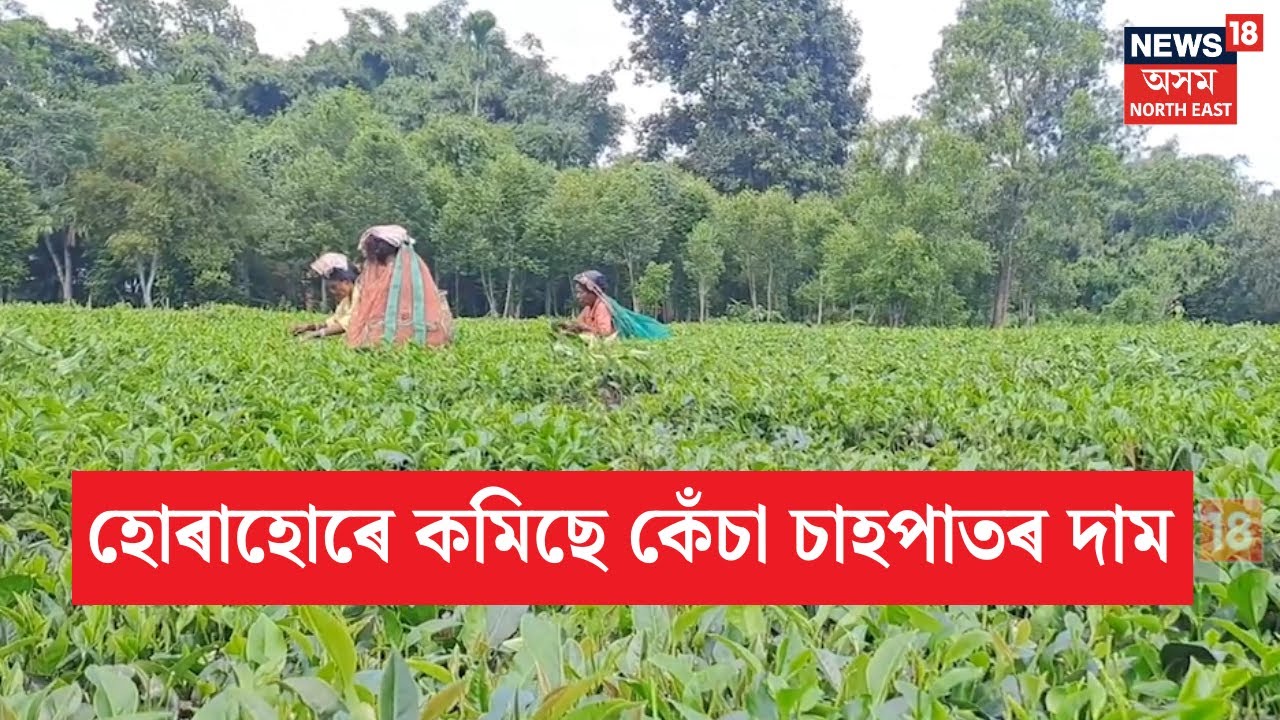 Assam Tea Price Decrease : হোৰাহোৰে কমিছে কেঁচা চাহপাতৰ দাম | N18V