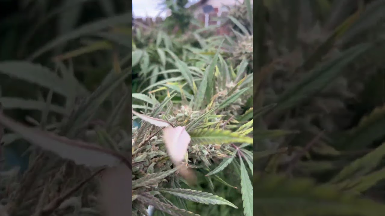 Some California backyard Ivan some blackberry diesel!