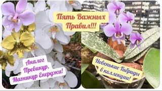 видео: Поливаем орхидей с удобрением ПРАВИЛЬНО! Новые гибриды моей коллекции. Замена Магникур Енерджи! #fyp картинка: Поливаем орхидей с удобрением ПРАВИЛЬНО! Новые гибриды моей коллекции. Замена Магникур Енерджи! #fyp