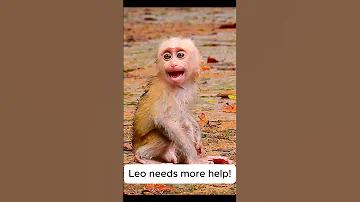 Congratulation Leo Can Wa Lks Successful By Himself Monkeys Libbymonkey Leomonkey Monkeysr 