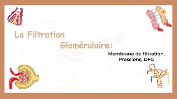 Quel est le bon taux de débit de filtration glomérulaire