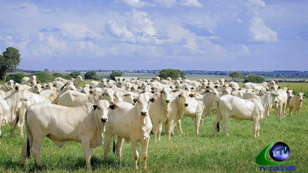 Lactato de amonio prohibido cetosis bovina