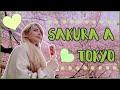 FIORITURA dei CILIEGI a TOKYO 🌸😍 | Yuriko Tiger