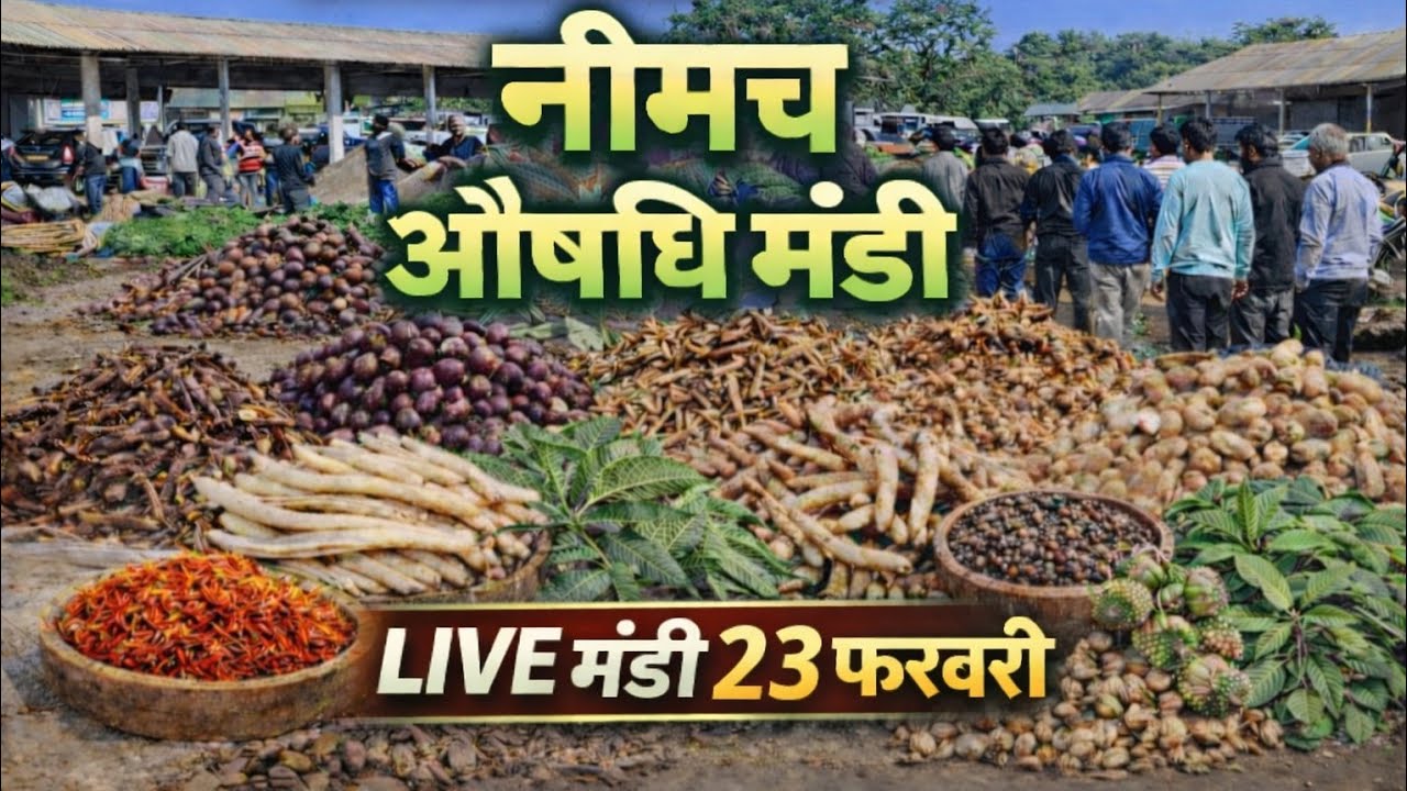 नीमच औषधि मंडी आज का ताज़ा भाव | दुर्लभ जड़ी-बूटियों की LIVE मंडी । Neemuch Mandi। Sanjay Dhakad 