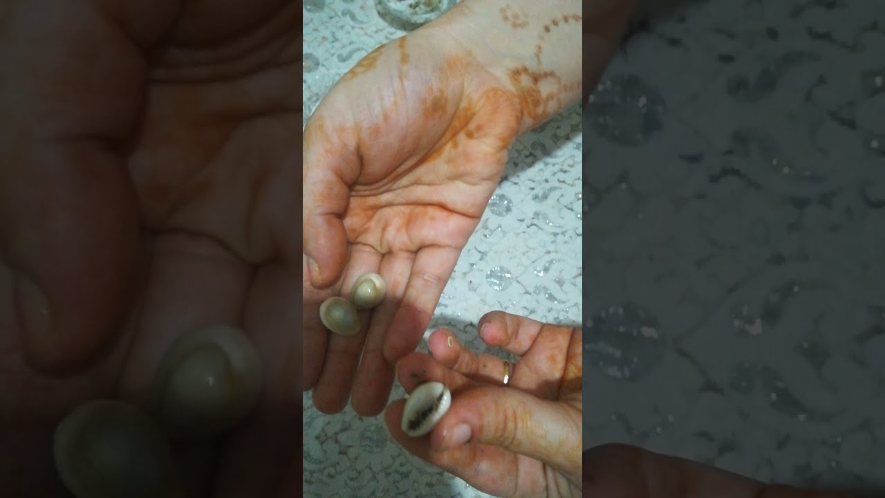 تفوسيخة العواشر حصرية على قناتي تبعيها 3 ايام وردي عليا الخبار