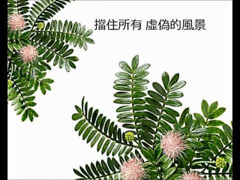 含羞草 Yoyo Sham Cover 含羞草 Yoyo Sham Cover