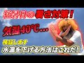 メダカ屋外飼育の暑さ対策!本日猛暑日40℃...容器で水温はどこまで差があるのか!?