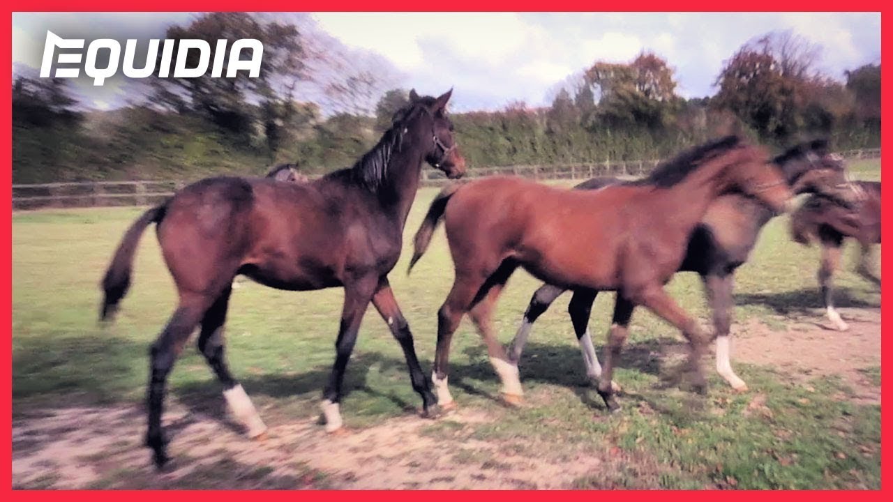 GANG DE POULAINS ! | Objectif Course #14