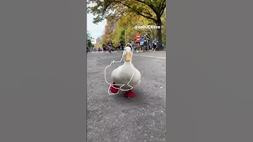 Thumbnail of Running Duck (outline trend tiktok)