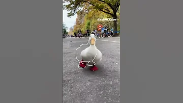Running Duck Outline Trend Tiktok 